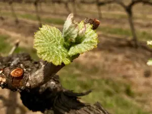 Southern Highlands Winery