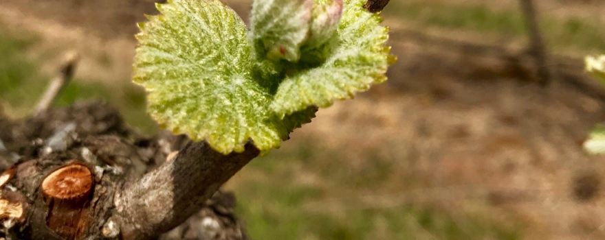 Southern Highlands Winery