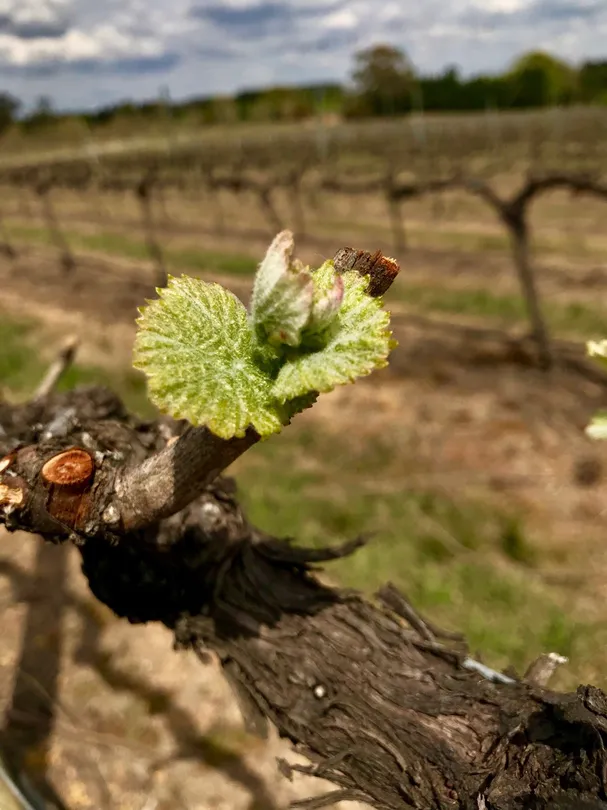 1_Southern Highlands Winery