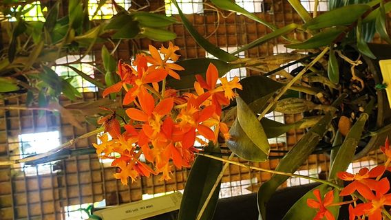 Mackay Orchid House