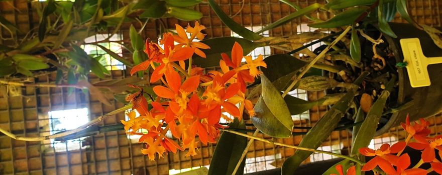 Mackay Orchid House