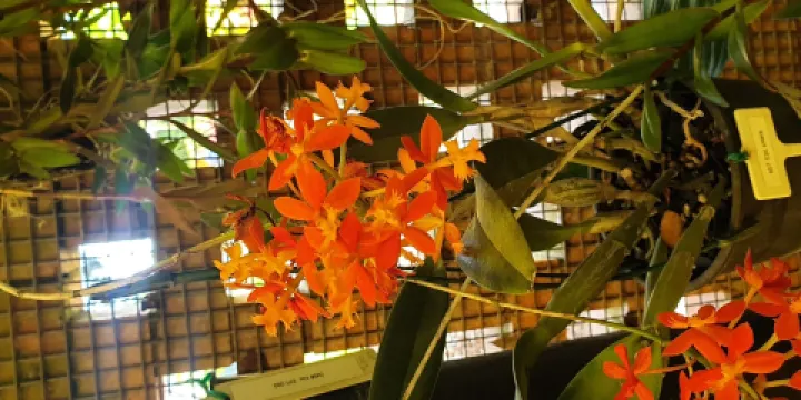 Orchid Display House