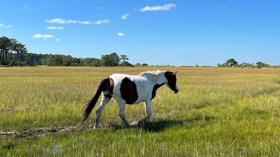 Chincoteague Island Adventures