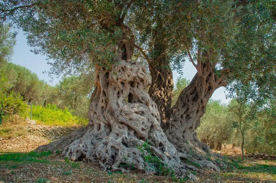 Hotels near Buzuku Montenegro Olive Oil