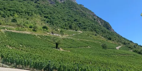 André & Michel Quenard