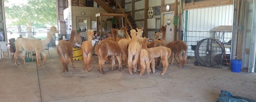 Happy Tails Alpacas