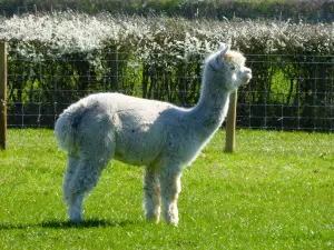 Raglan Farm Park