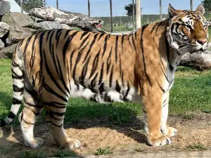 Wolds Wildlife Park