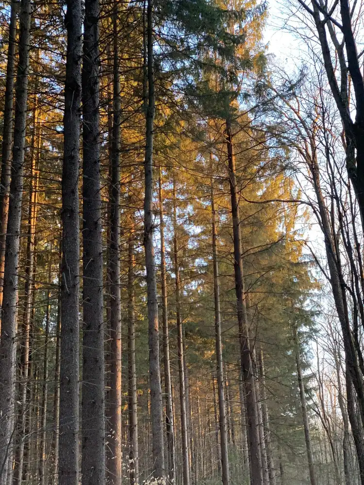 쉰다진 홀로 주립산림공원 주변 호텔