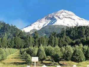 Bosque de los Arboles de Navidad