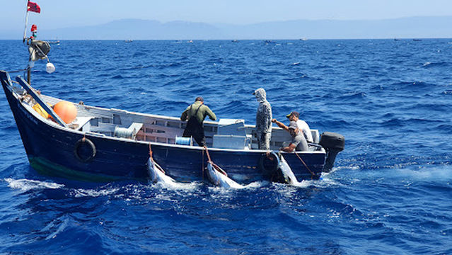 Marina Blue Whale watching Tarifa