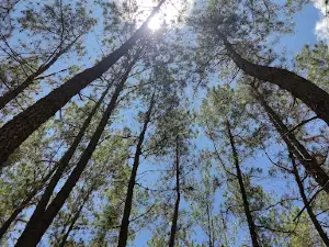 Hutan pinus Napu