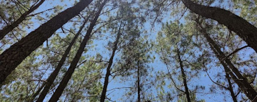 Hutan pinus Napu