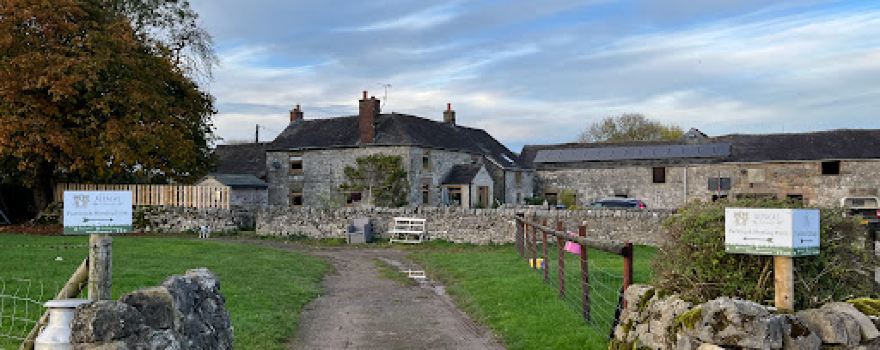 Alpaca Walking Experiences at Alpacas at Carsington