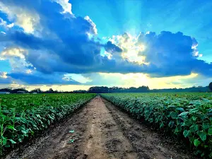 Autauga County Sunflower Field