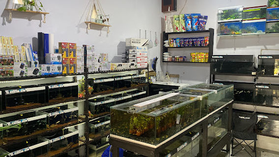 (KENFISH AQUATIC) Channa, Predator, Cupang, Guppy, Ikan Hias