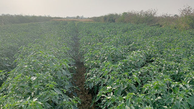 Sonbhadra Govt.Bus Depot