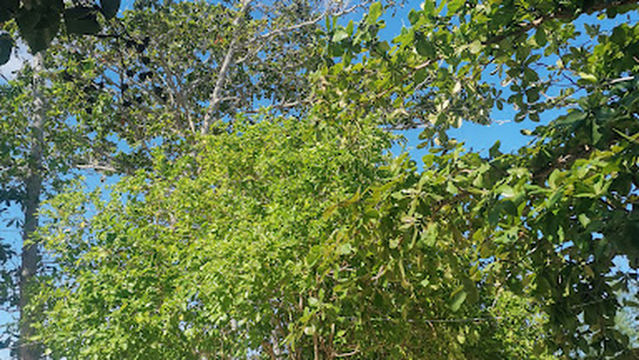 D'Breeze Camp Punggai