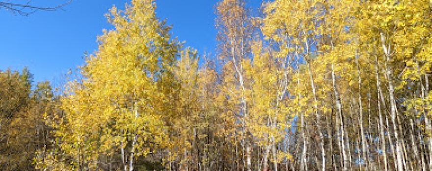 Springvale County Park