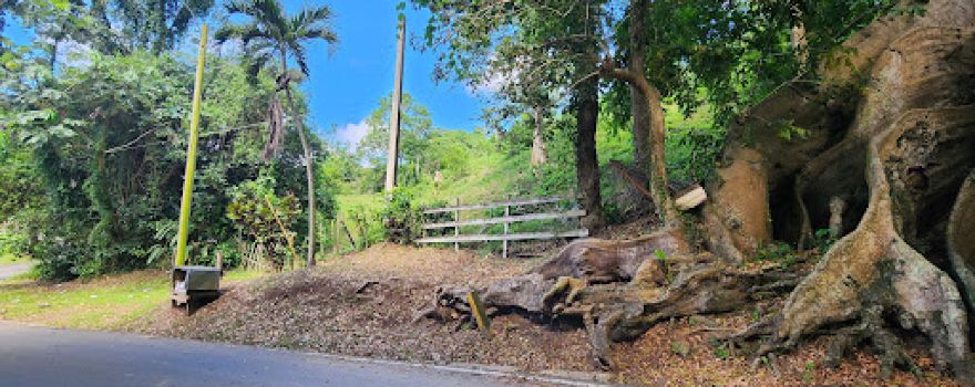 Árbol Ceiba Atabey de 400 años