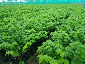 Madhuban Farm & Nursery