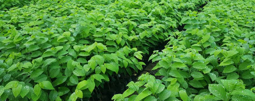Madhuban Farm & Nursery