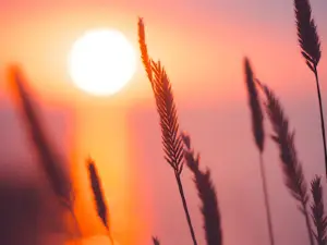 Earth & Elm Studio and Wellness Services