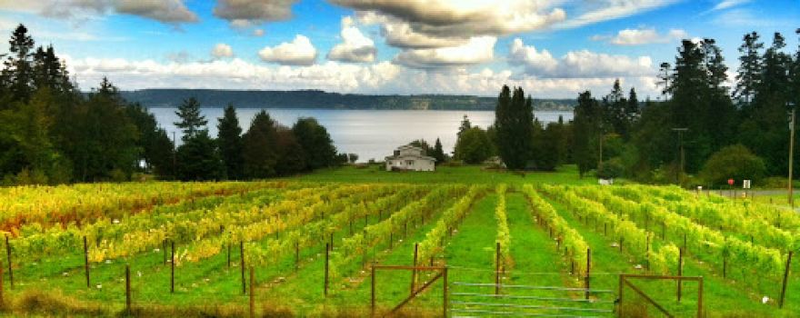 Marrowstone Vineyards