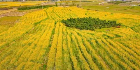 菌美人間鄉村旅遊區