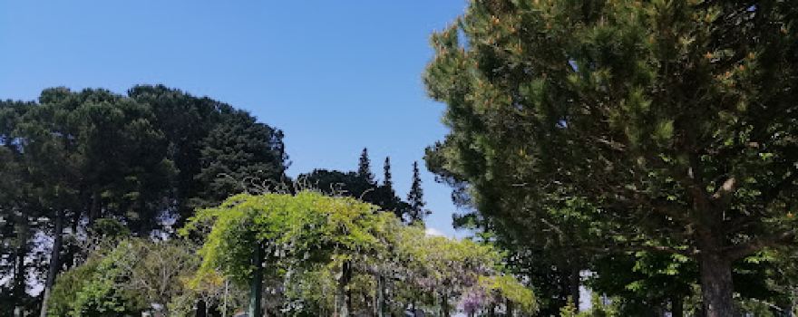 Mata Das Alminhas