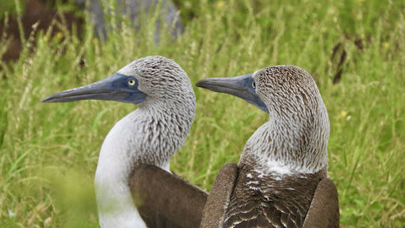 Galápagos Best Option