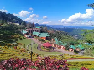 Tea Plantation 101 Doi Mae Salong