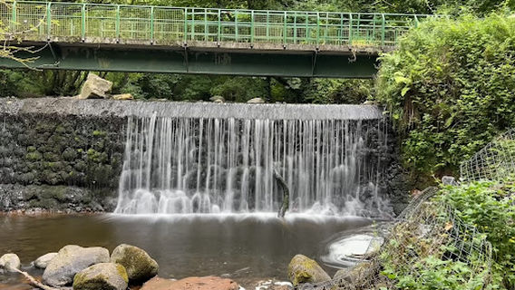 Colin Glen River Entrance