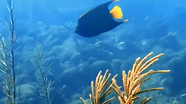 Sandy Bay Divers at Blue Bahia