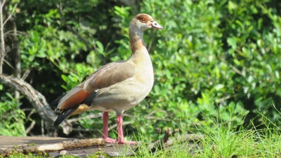 Krantzkloof Nature Reserve