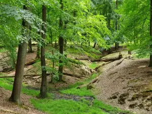 Wildwald Vosswinkel