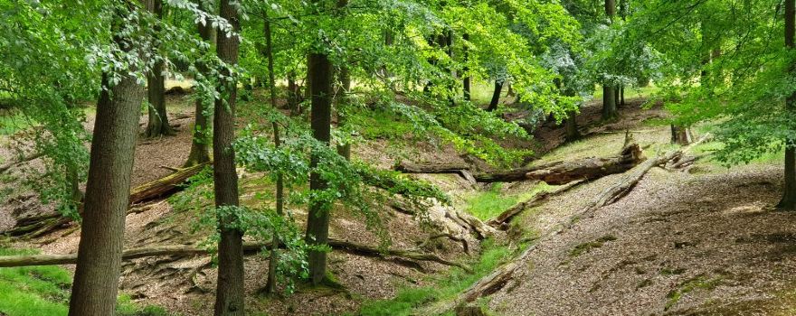 Wildwald Vosswinkel