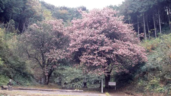 正武寺
