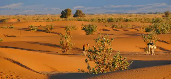 فنادق في إقليم زاكورة