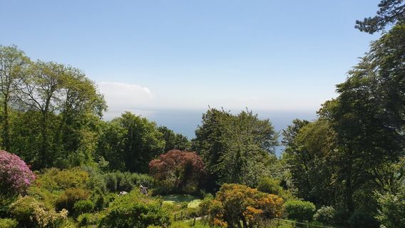 The Monkey Sanctuary