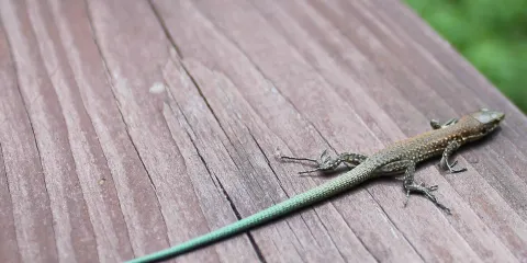 Chudo Krasotka Waterfall