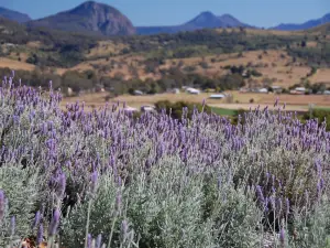 Kooroomba Vineyards and Lavender Farm.