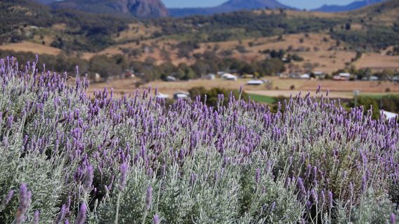 Kooroomba Vineyards and Lavender Farm.