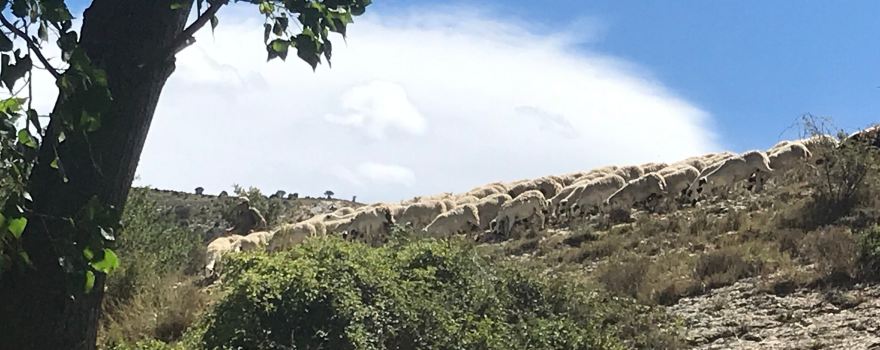 Molinos