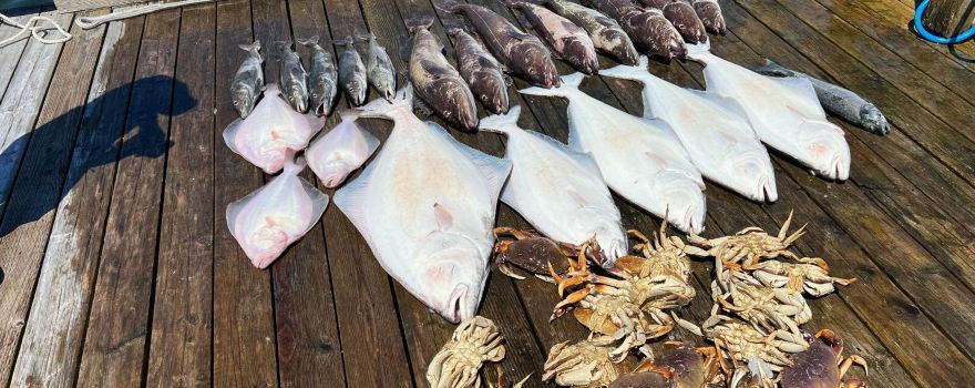 Vicious Fish Charters