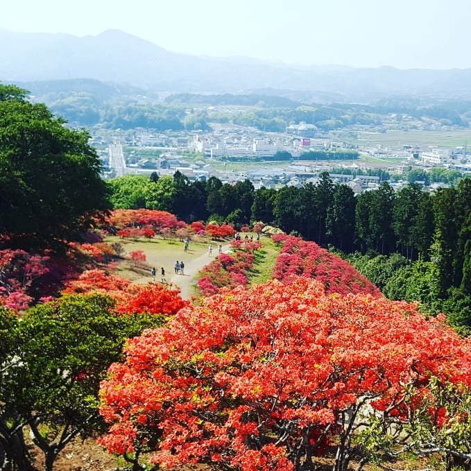 笠間杜鵑花節 | 笠間市