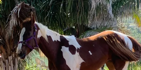 Jaltemba Equine Education Project （J.E.E.P.）