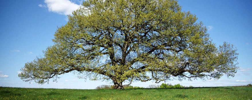 Arbre Chene Tombeboeuf