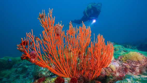 Haliotis - Dive Center Mindelo