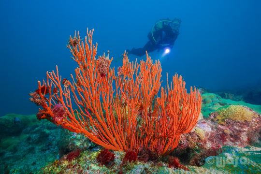 Haliotis - Dive Center Mindelo